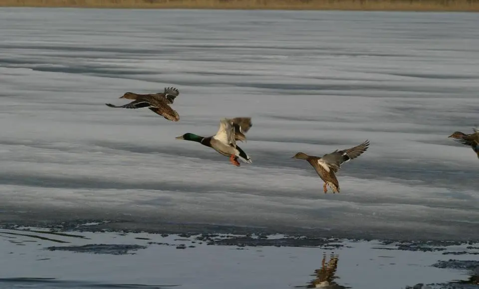 В округе объявлены сроки весенней охоты на дичь