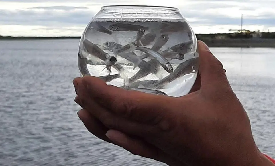 Акватория реки Обь пополнилась 2 миллионами мальков муксуна