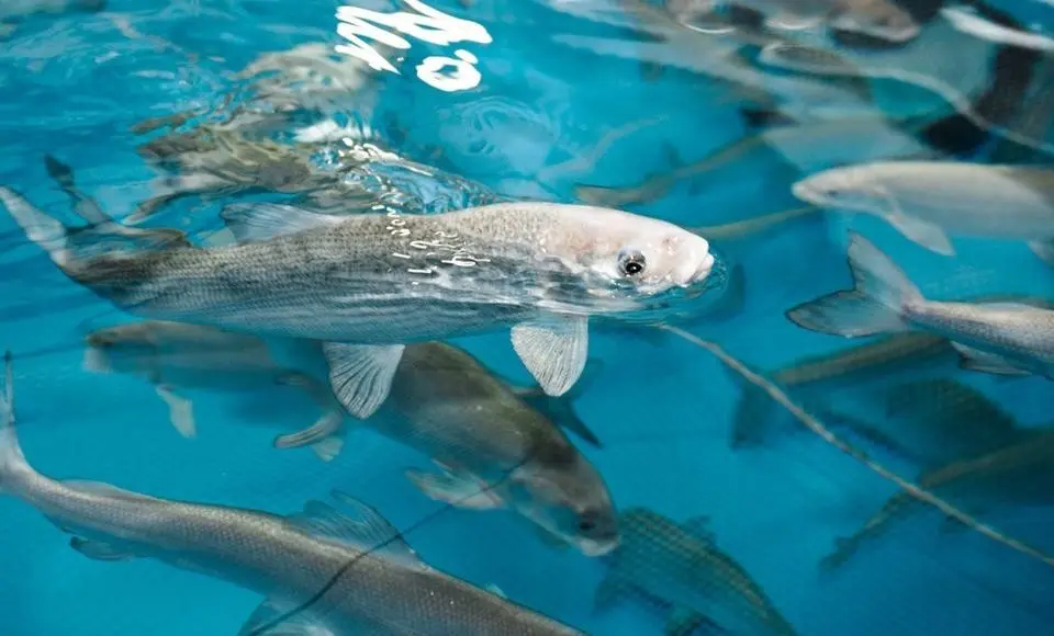 12 миллионов молоди муксуна пополнили акваторию реки Обь