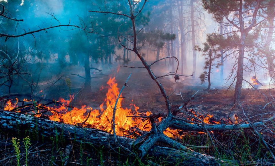 В лесах Ямальского лесничества введено ограничение