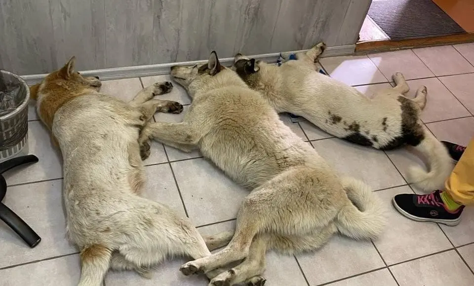 В Салехарде жестоко отравили животных