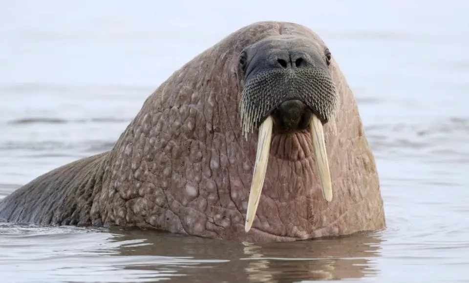 В музее имени Шемановского открывается выставка, посвященная ямальским моржам