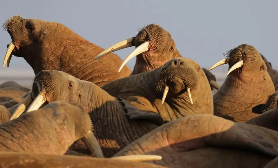 Популяция атлантических моржей на Ямале растёт