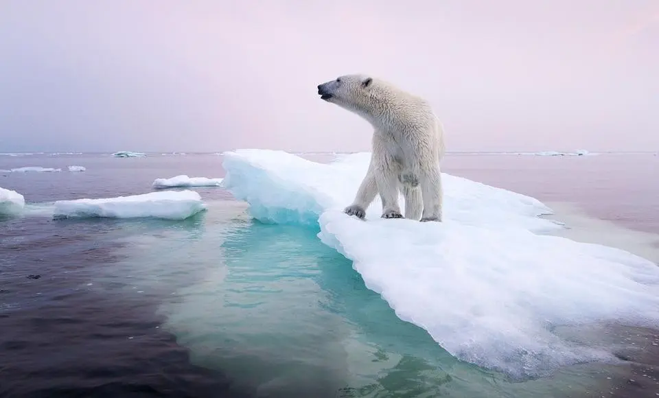 Не подходите к медвежонку. Как уберечь себя и не навредить хищнику
