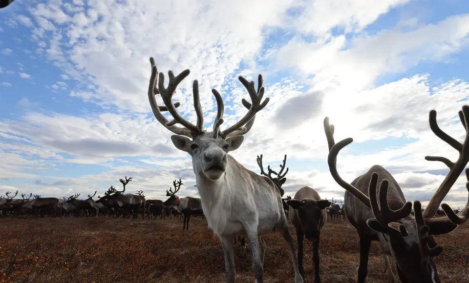 Против сибирской язвы. Массовая вакцинация поголовья животных началась ещё в марте