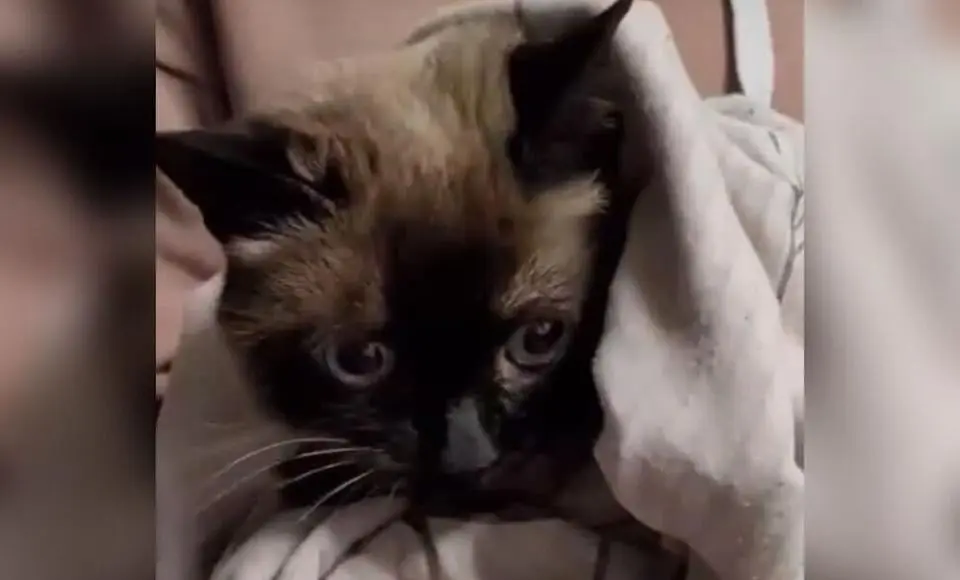 Салехардские волонтеры спасли кота в подъезде