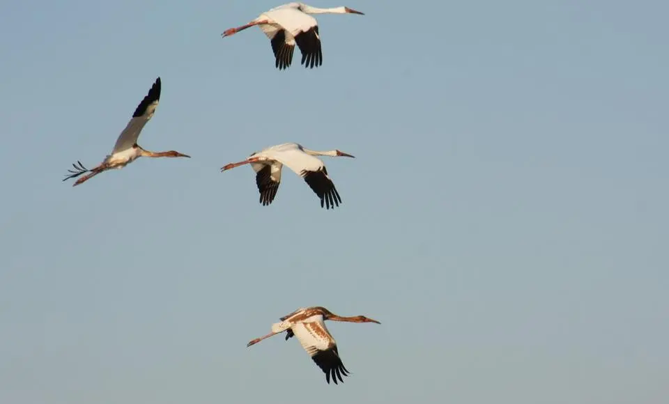 Ямальские стерхи начали миграцию на юг