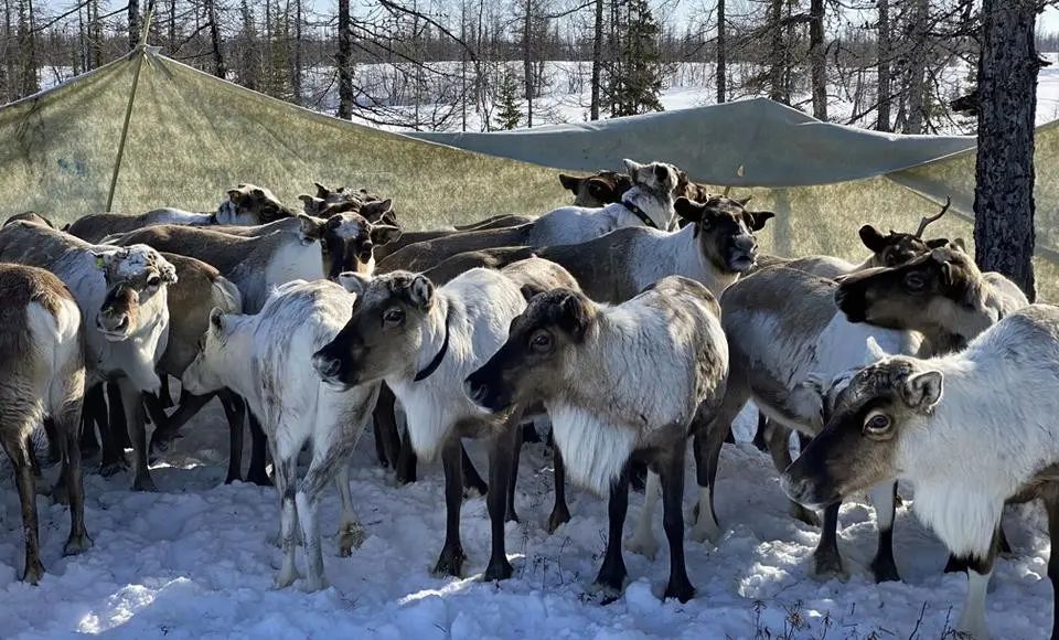 На Ямале началась весенняя вакцинация оленей против сибирской язвы