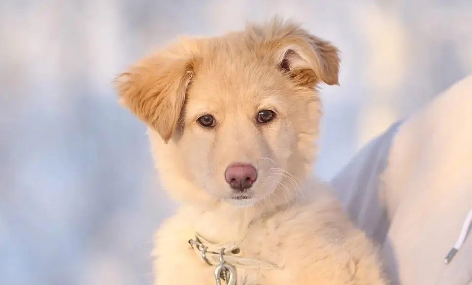 В округе стартовала региональная акция "Мой пес"
