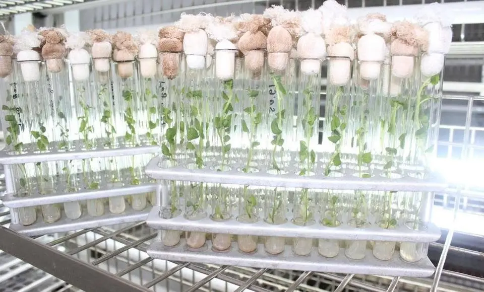 Ямал продолжает реализацию программы «Арктический банк здоровых сортов картофеля»