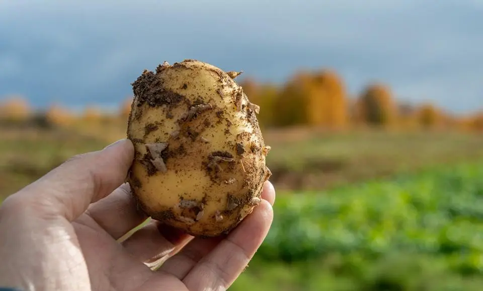 Огороды среди вечной мерзлоты в Салехарде. В главной роли – северная картошка