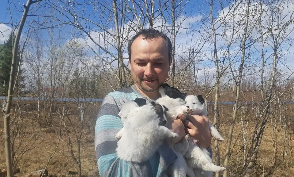 В гости к лайке-оленегонке. Туры выходного дня для любителей природы и животных
