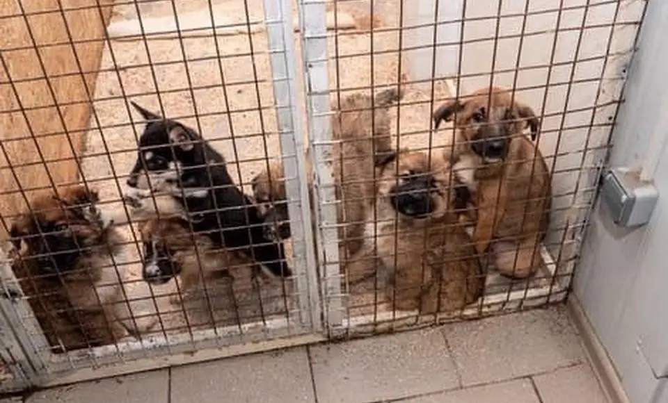 Проблему бездомных собак необходимо решать на федеральном уровне