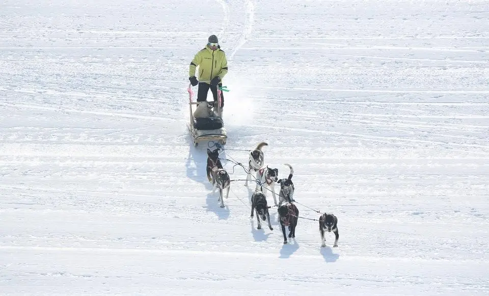 На Ямале пройдут соревнования на собачьих упряжках