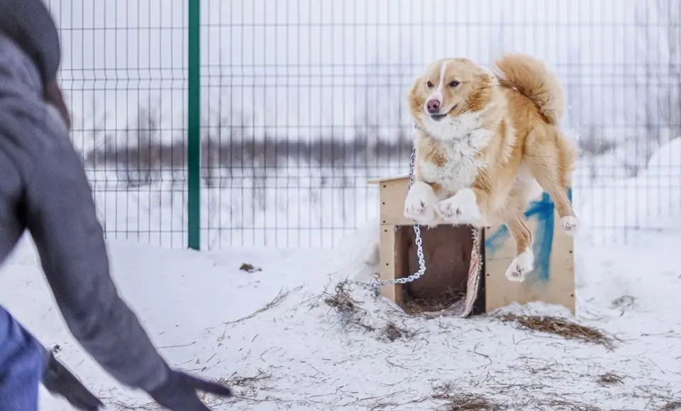 11 добровольческих инициатив получат гранты от губернатора