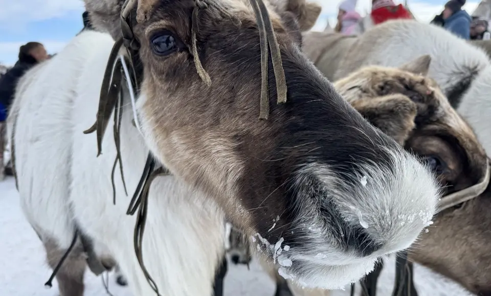 Почувствуйте атмосферу зимней сказки на форуме молодёжи коренных малочисленных народов Севера "Российский Север"!