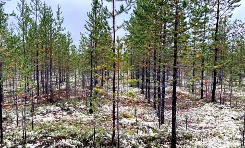 Ямальские леса исследуют уральские ученые