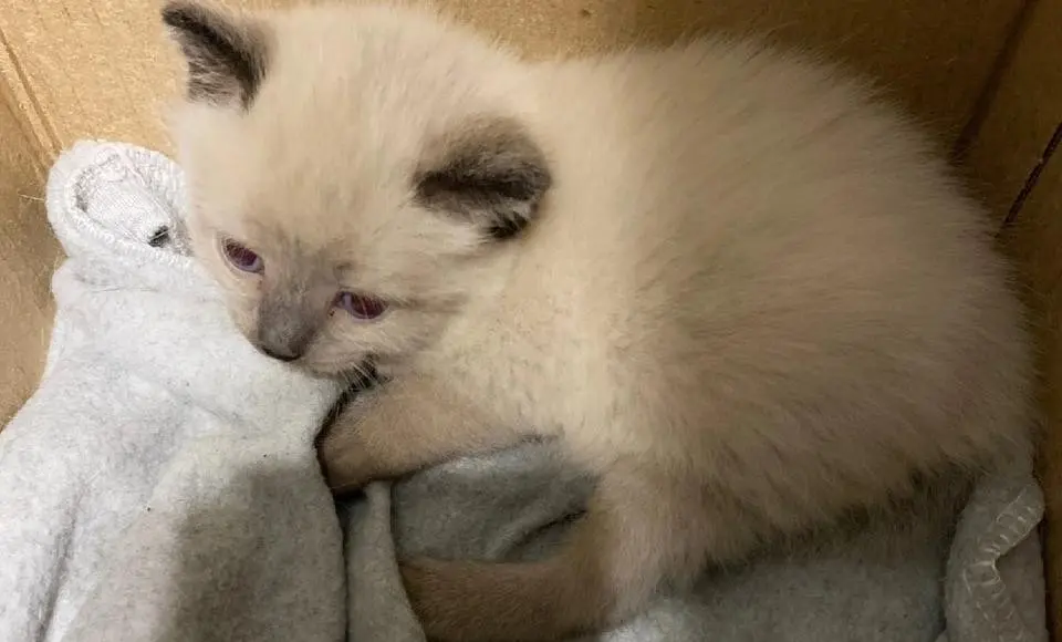 Осиротевшим котятам в Салехарде ищут хозяина