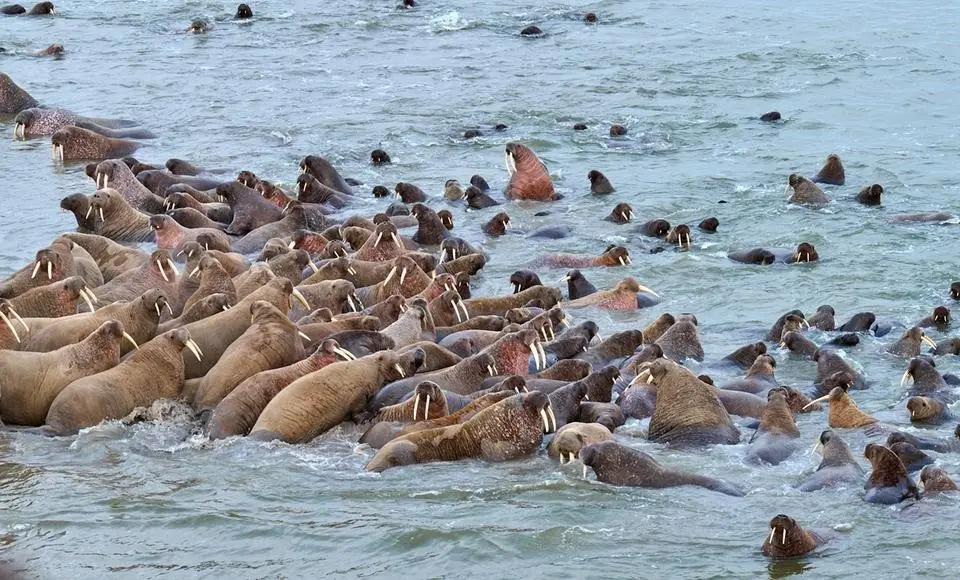 Для сохранения уникального лежбища моржей на Ямале создан новый природный заказник