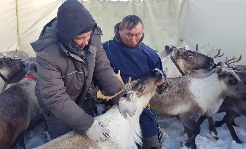 Завершен весенний этап вакцинации северных оленей против сибирской язвы