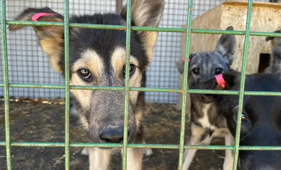 В салехардском приюте бездомным животным «Дорога домой» прошел День открытых дверей