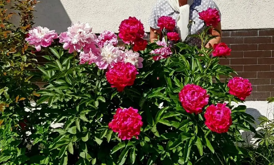 Пионовое настроение