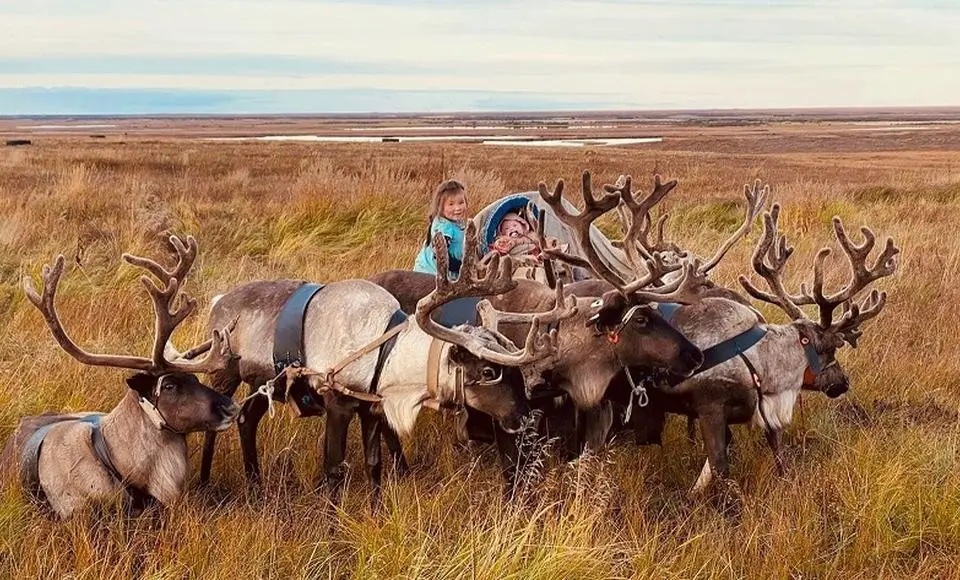 Ямальских оленей начали чипировать RFID- бирками