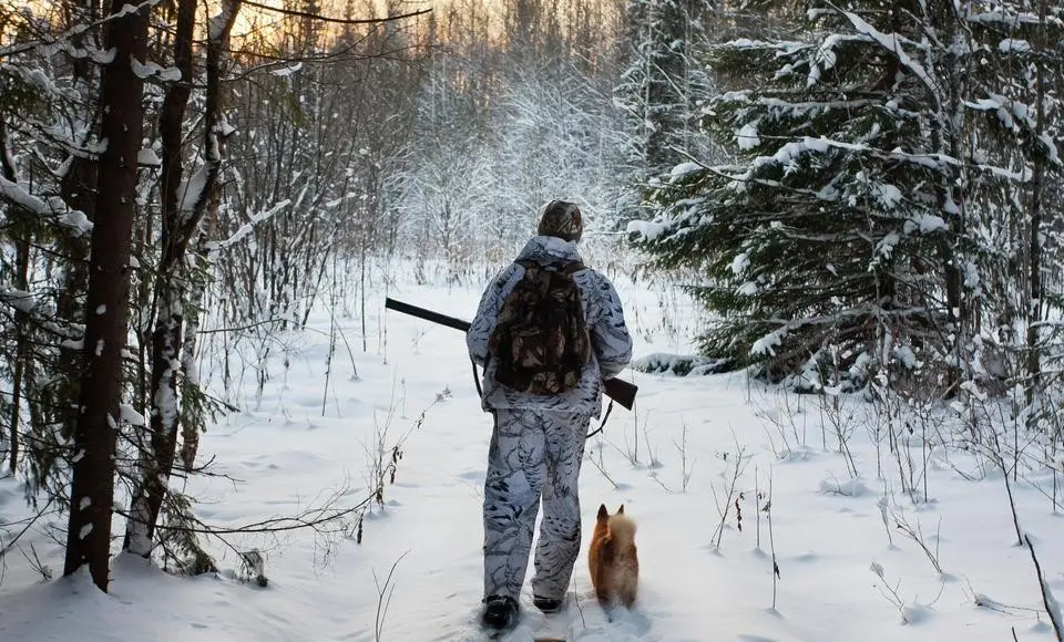 Начался приём заявлений на распределение разрешений на добычу лося и бурового медведя