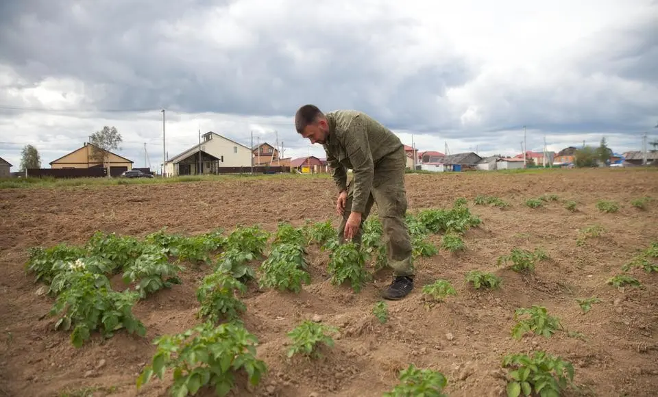 Картофель северной закалки. Как добиться независимости от иностранных поставщиков