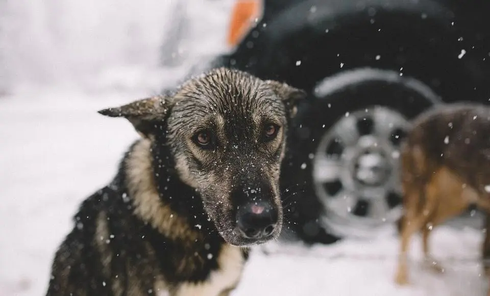 Ямал предлагает на федеральном уровне решить проблему безнадзорных животных