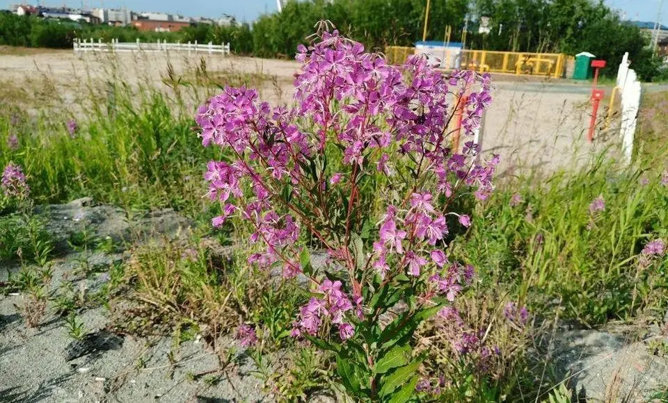 Цвет лета в Салехарде – цвет фуксии, и всё благодаря плантациям удивительного по красоте и полезности иван-чая