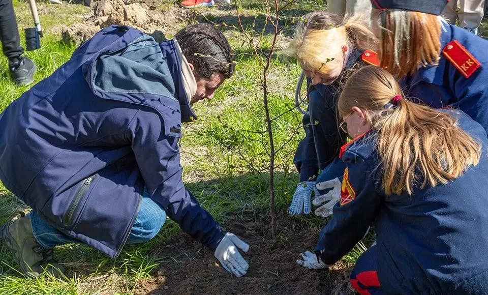 У «Северного сияния» выросла берёзовая роща