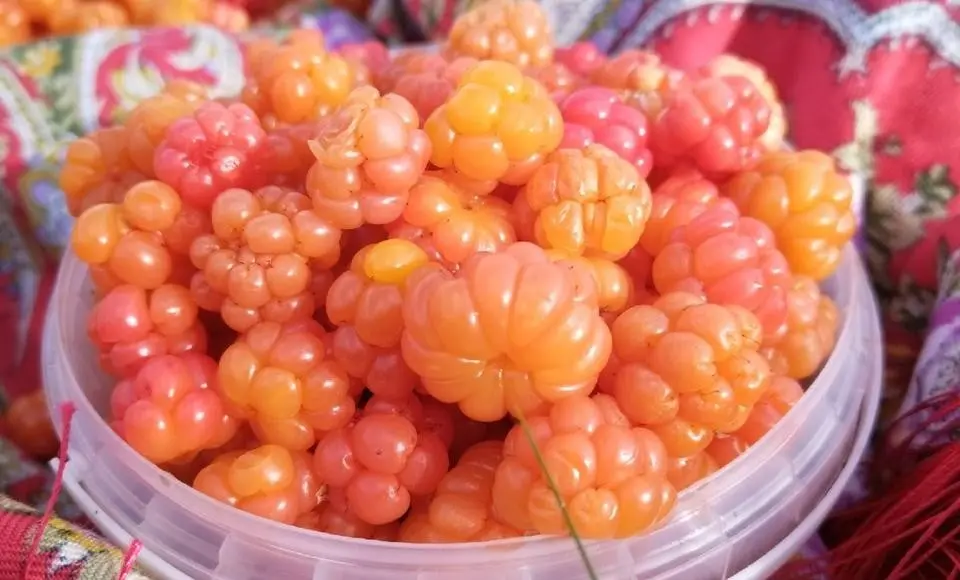 Медиацентр «Салехард» продолжает фотоконкурс о «тихой охоте»