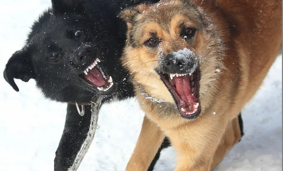 СКР Ямала расследует уголовные дела о нападениях безнадзорных собак на граждан
