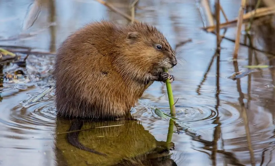 В год экологии на Ямале изучат ондатру