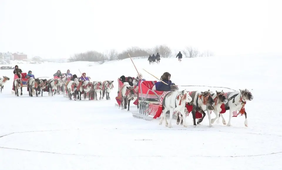 Одним из впечатляющих зрелищ на празднике тундровиков можно назвать парад оленьих упряжек