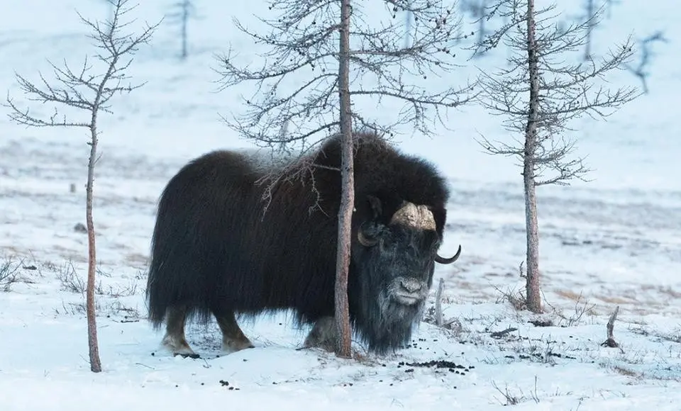 Три спутниковых ошейника закрепили на овцебыков Полярно-Уральского парка