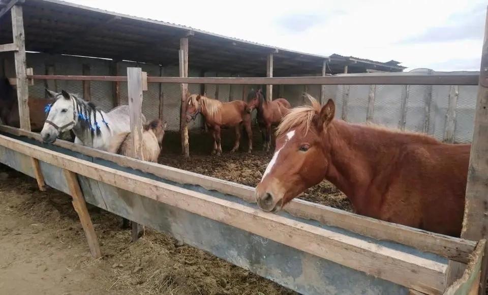 В столице Ямала праздновали День приобской лошади