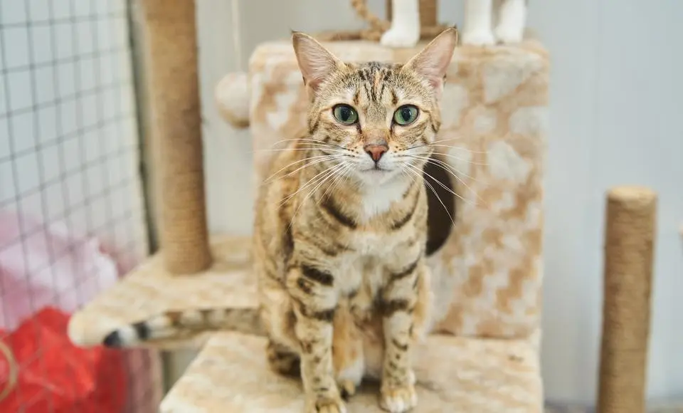 На Ямале стартовала региональная благотворительная акция помощи бездомным животным «ЛапУсик»