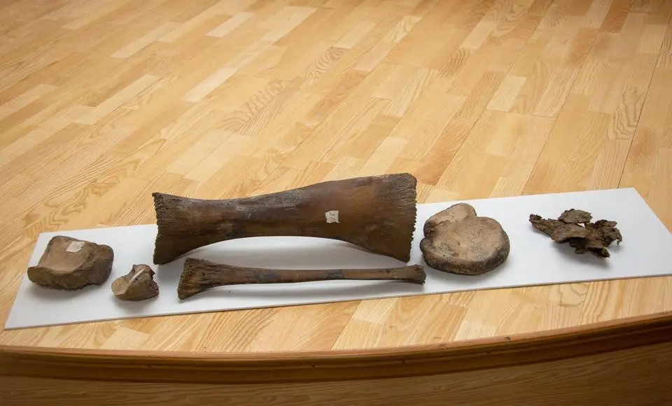 В МВК им. И.С. Шемановского презентовали результаты исследований останков мамонта Тадибе