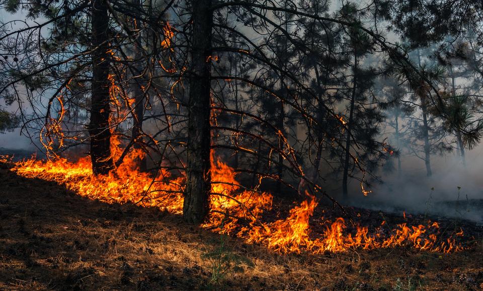 Больше 300 человек тушат пожары на Ямале
