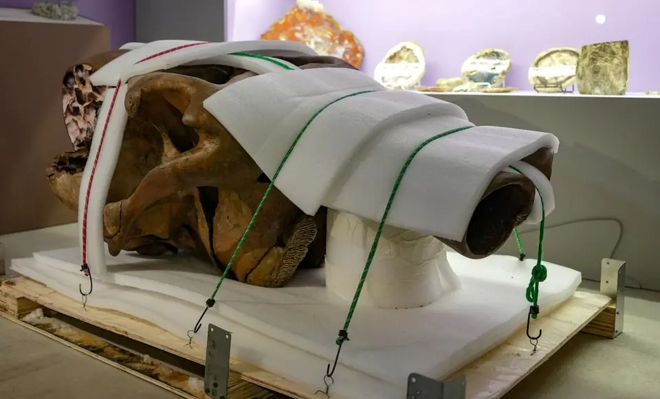 Мамонт Тадибе вернулся домой: уникальный экспонат в музее Салехарда