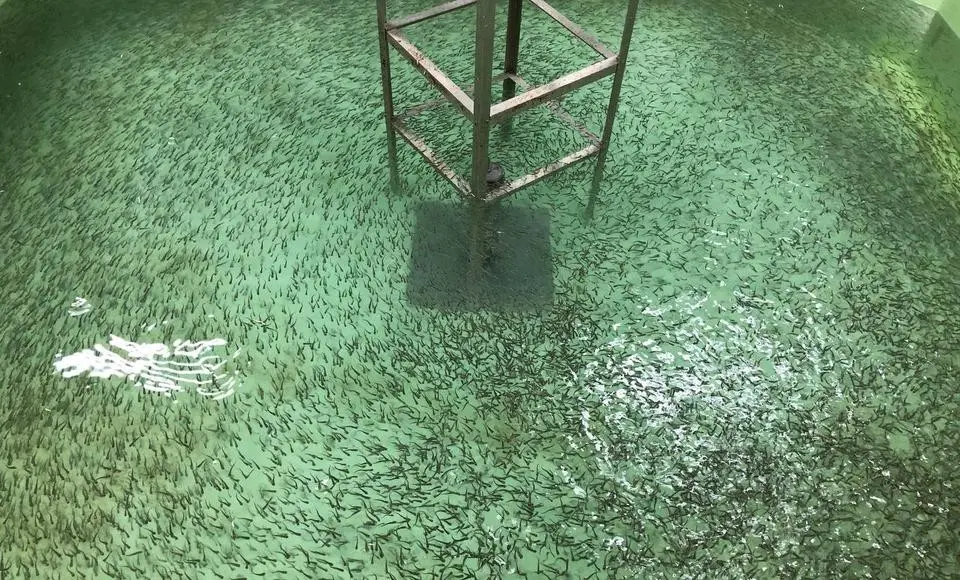 11 миллионов мальков муксуна выпустят в Собь