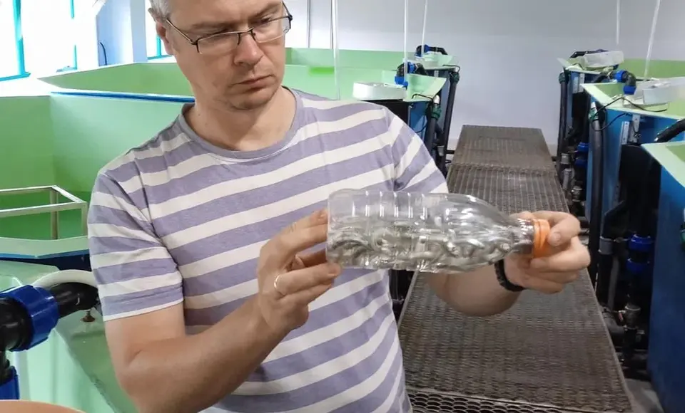 На Ямале внедряют инновационный метод отслеживания муксуна - по рисунку чешуи