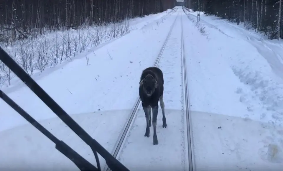 Прогон скота через железнодорожные пути