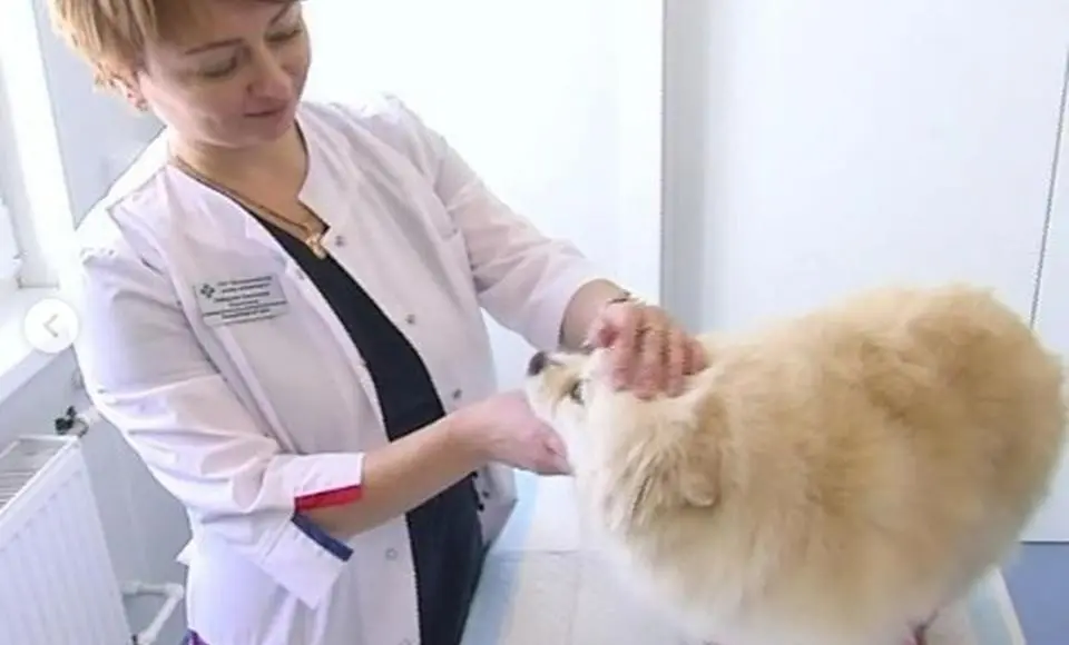 Программу «Земский ветврач» инициировали ямальцы