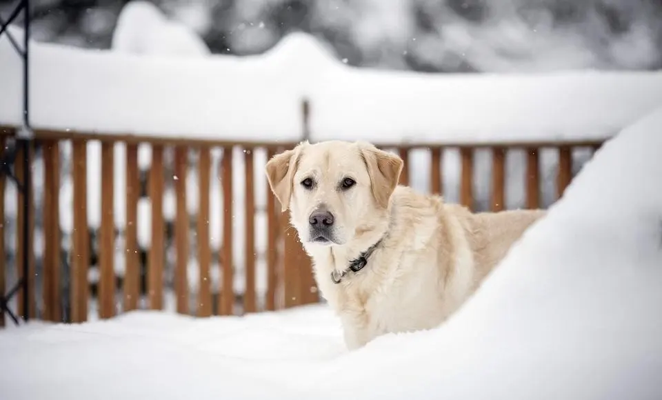 Стали известны изменения в требованиях к содержанию и выгулу домашних питомцев